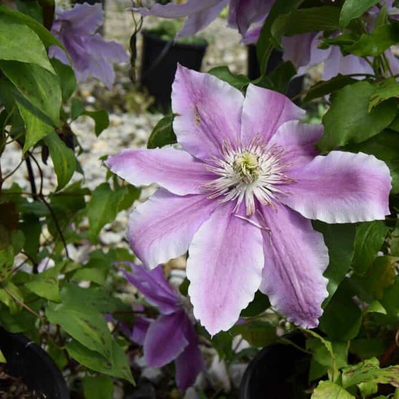 Clematis 'Bees' Jubilee' 125-150 cm